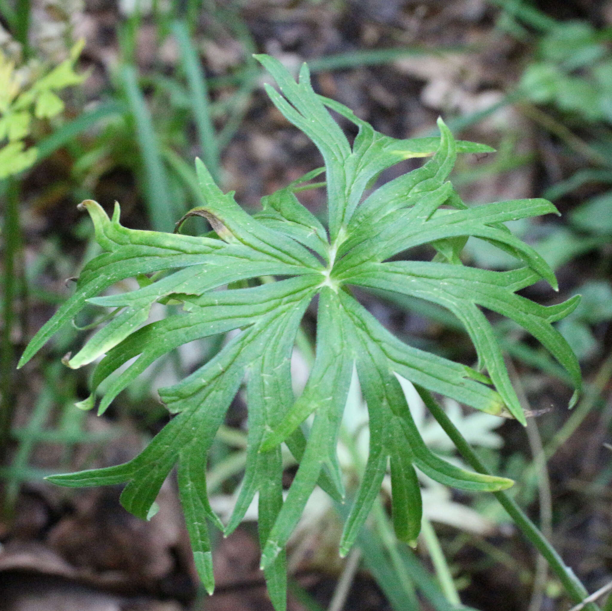 Delphinium macropogon Prokh.的圖片