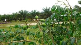 Image of Jewish plum