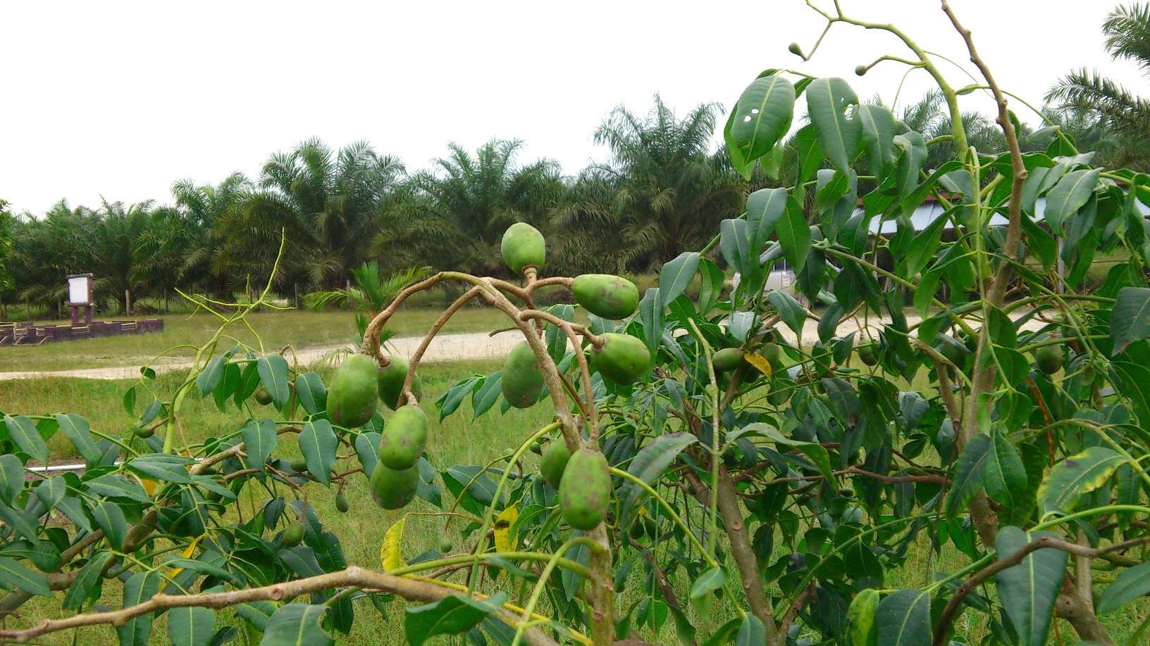 Image of Jewish plum