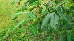 Image of Jewish plum