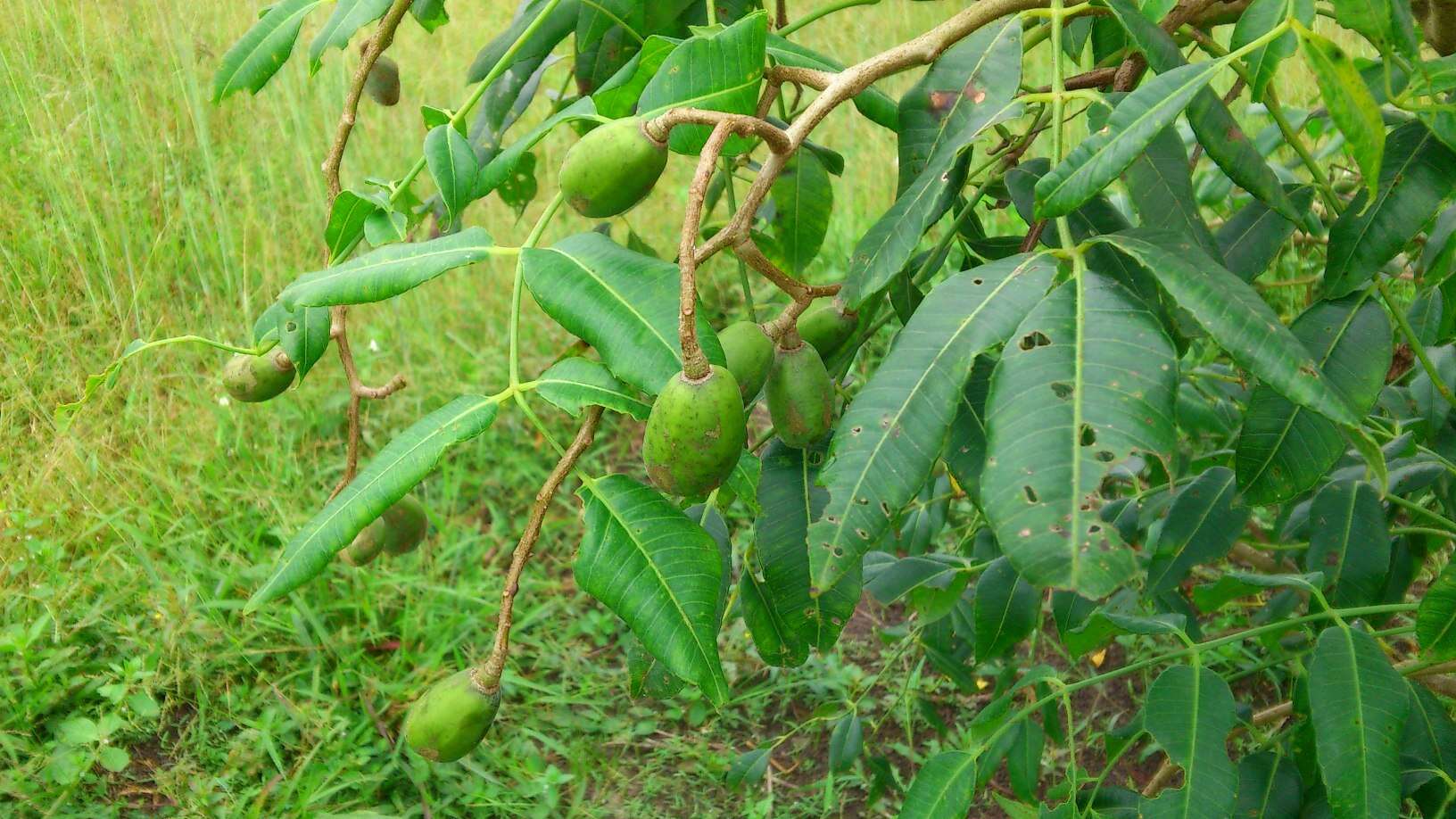 Image of Jewish plum