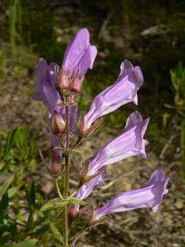 Image of Bush Penstemon