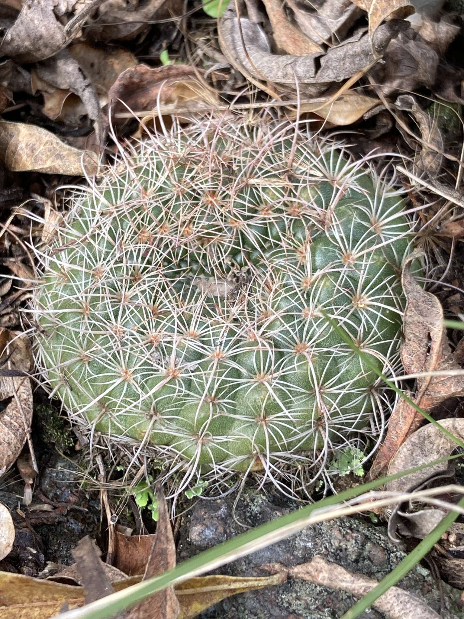 Image of Cactus