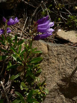 Image of Bush Penstemon