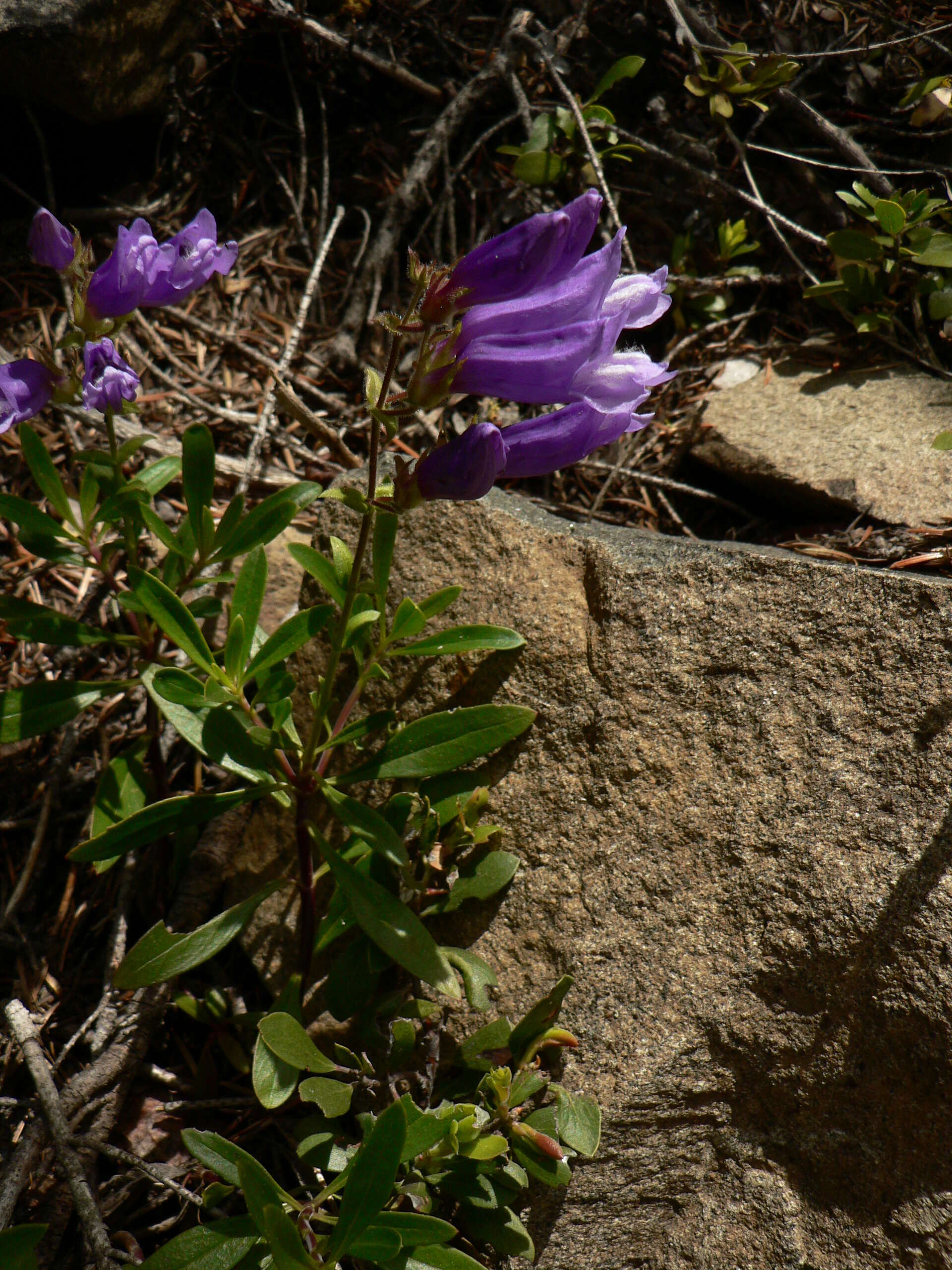 Слика од Penstemon fruticosus (Pursh) Greene