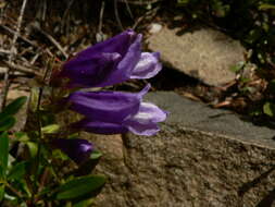 Image of Bush Penstemon