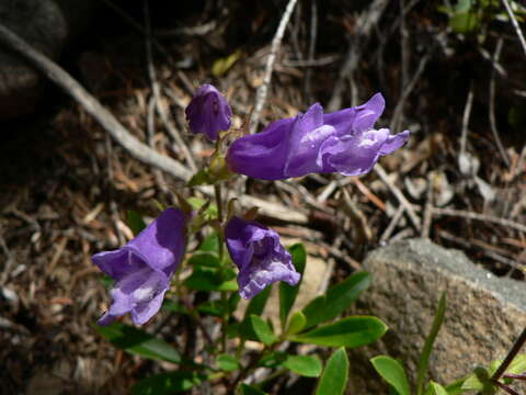 Image of Bush Penstemon