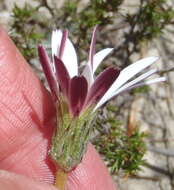 صورة Gerbera serrata (Thunb.) Druce