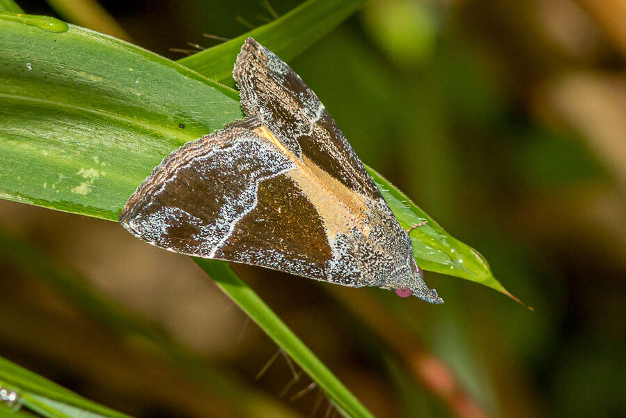 Image of Dichromia quadralis Walker 1858