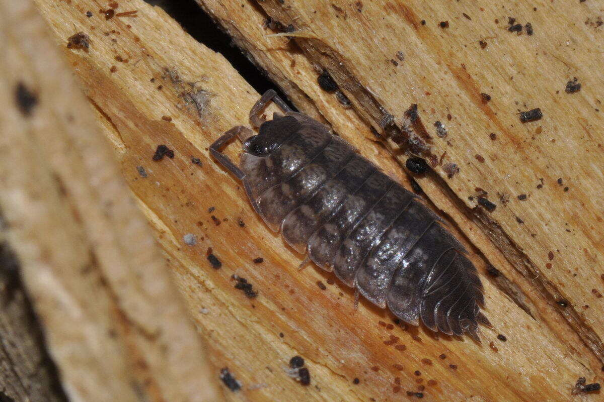 Image of Porcellio monticola Lereboullet 1853