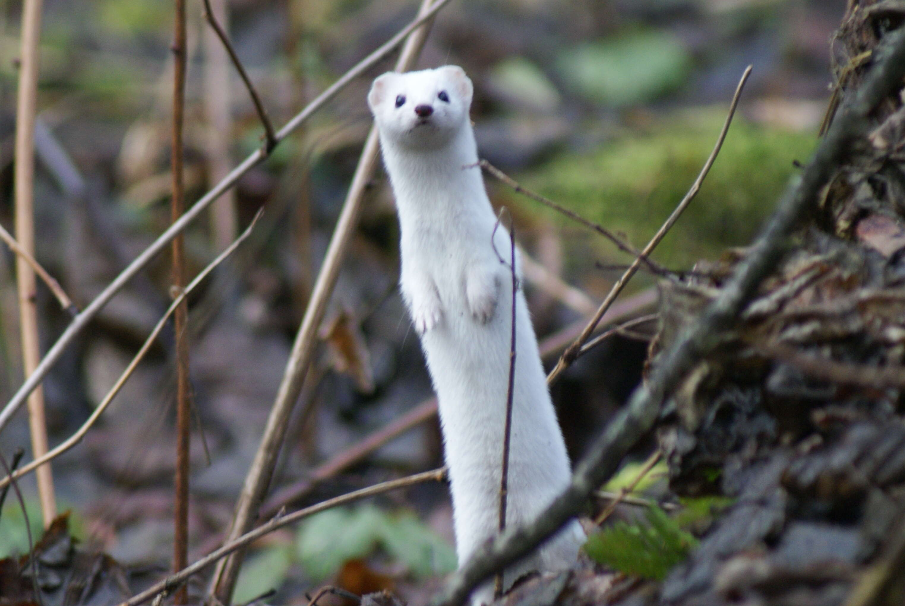 Image of least weasel