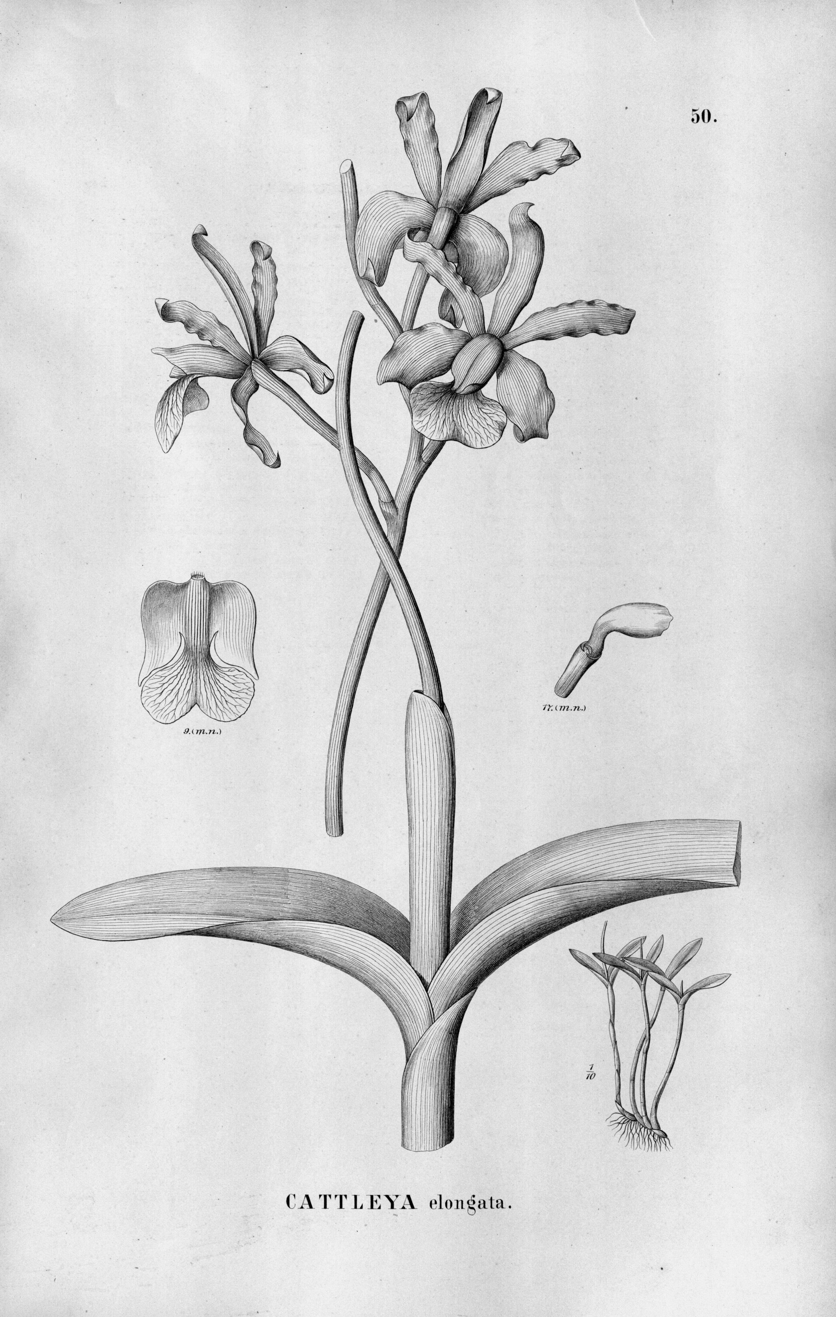 Image of Cattleya elongata Barb. Rodr.