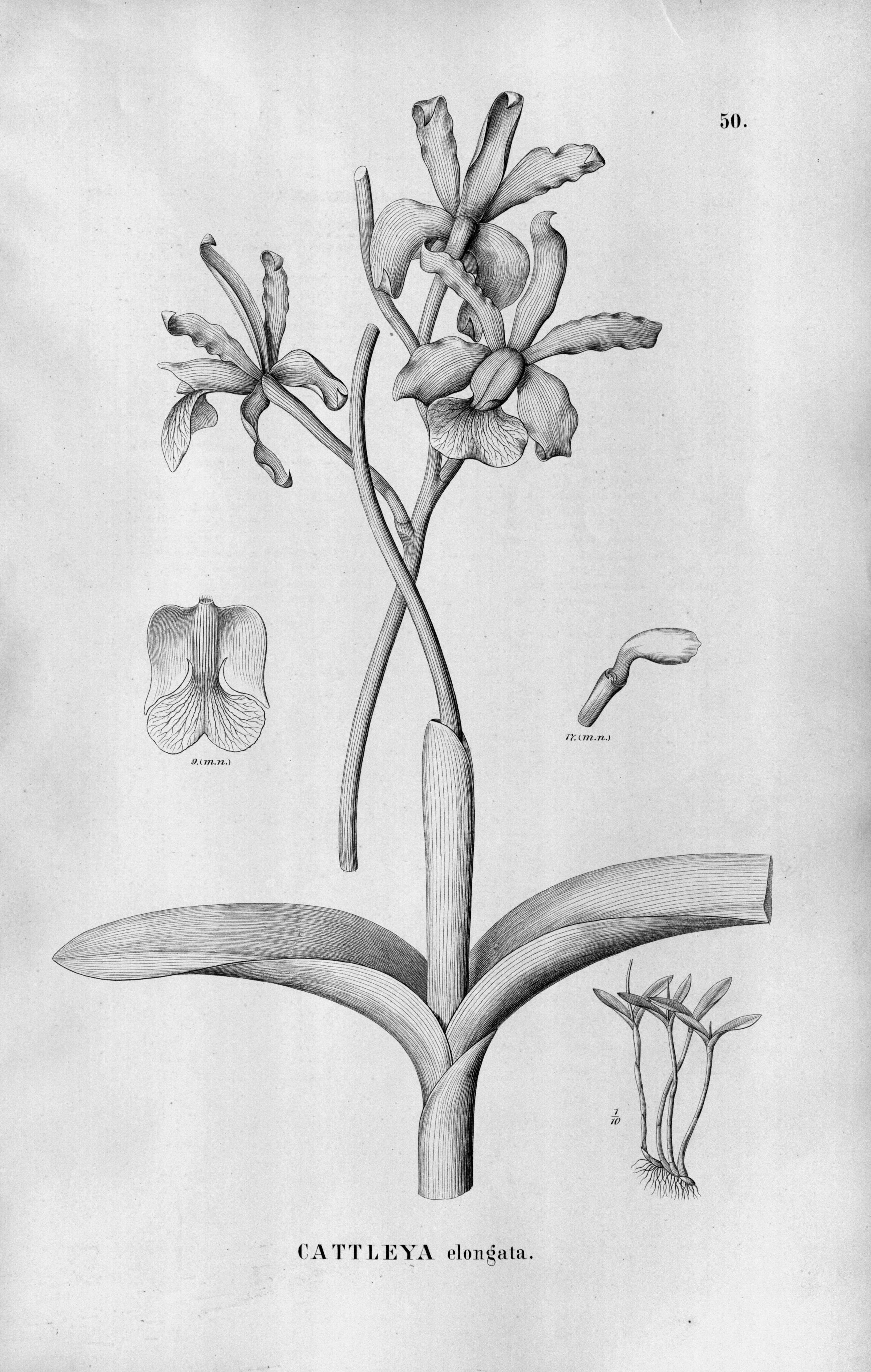 صورة Cattleya elongata Barb. Rodr.