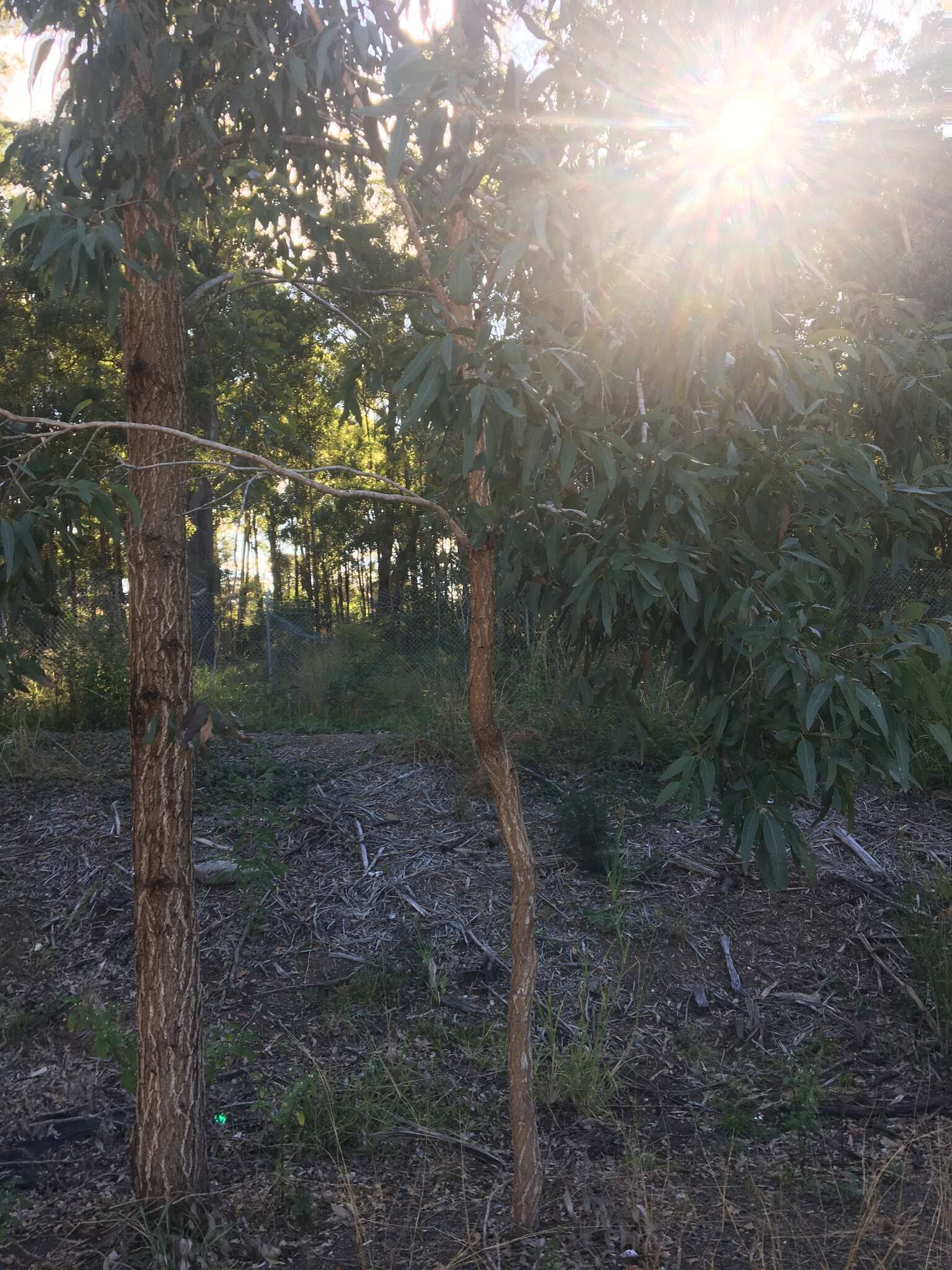 Imagem de Eucalyptus paniculata Sm.