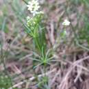 Image of Galium austriacum Jacq.