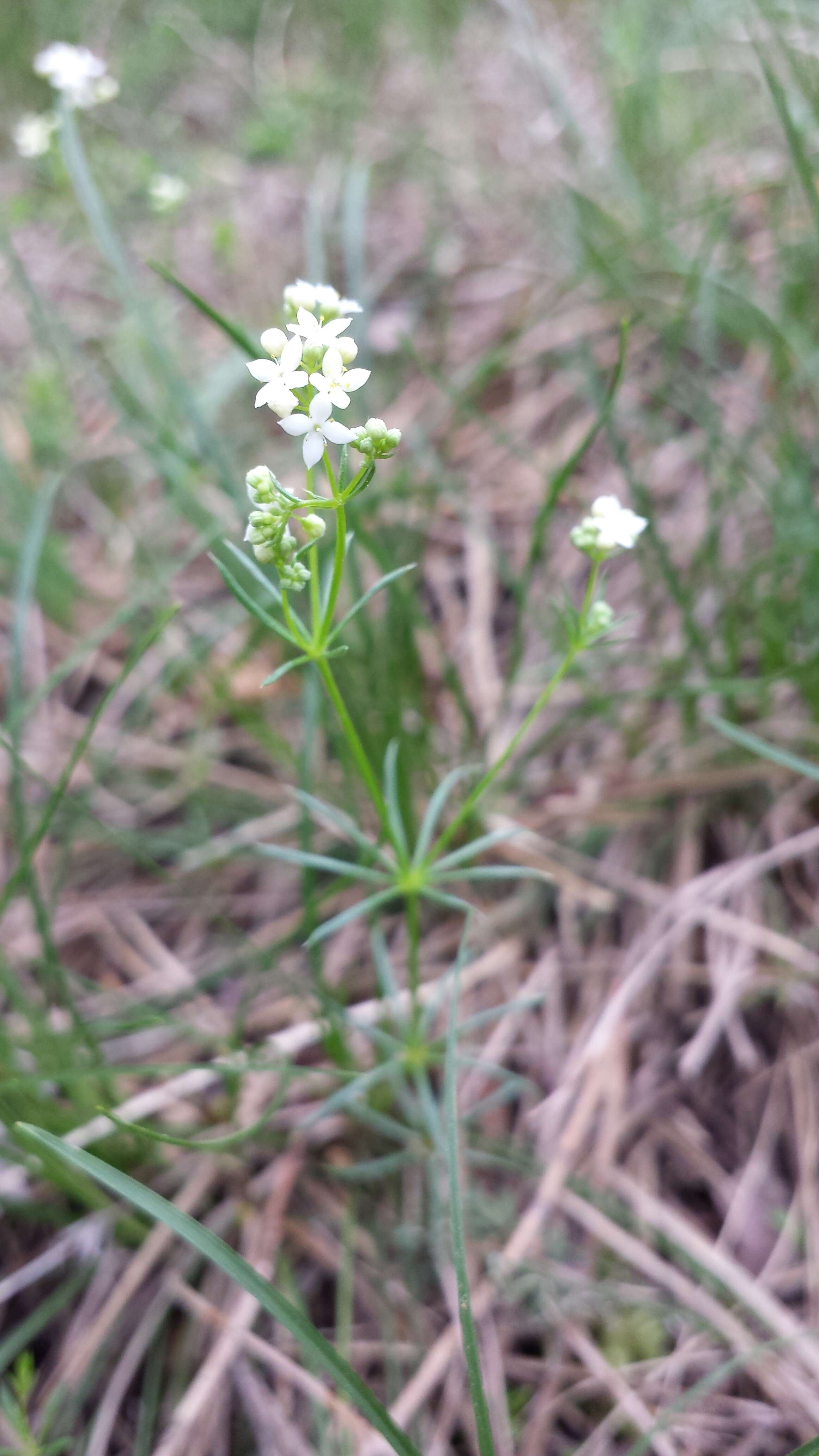 Image of Galium austriacum Jacq.