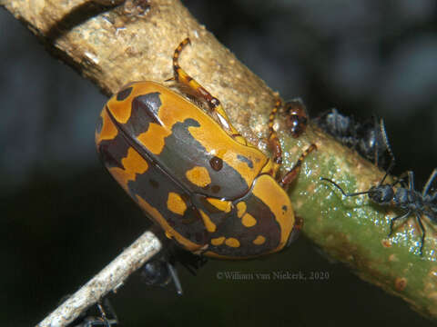 Image of Pachnoda trimaculata Kraatz 1885