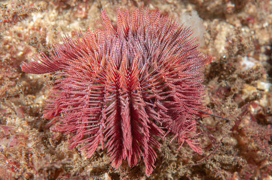 Image of Ptilometridae AH Clark 1914