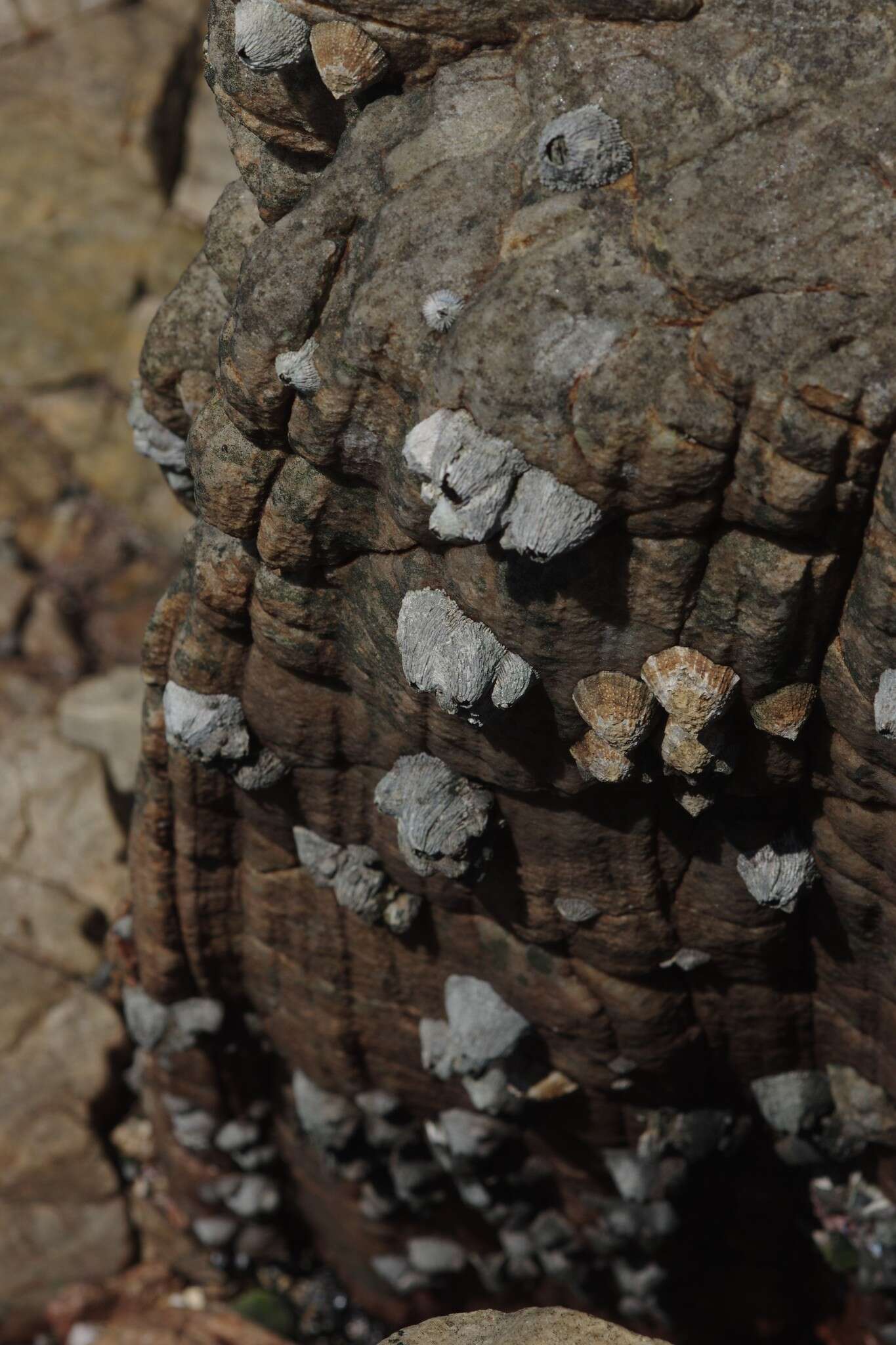 Image of Tetraclita serrata Darwin 1954