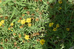 Image of lemonyellow false goldenaster