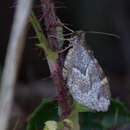 Image of Stamnodes coenonymphata Hulst 1900