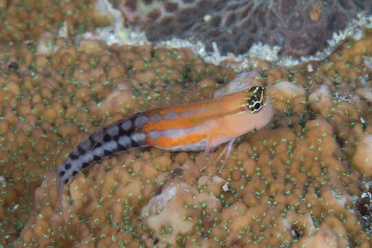 Image of Fiji clown blenny