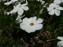 Imagem de Phlox diffusa Benth.