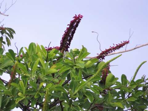 Image of Norantea guianensis var. goyasensis (Cambess.) G. L. Ferreira