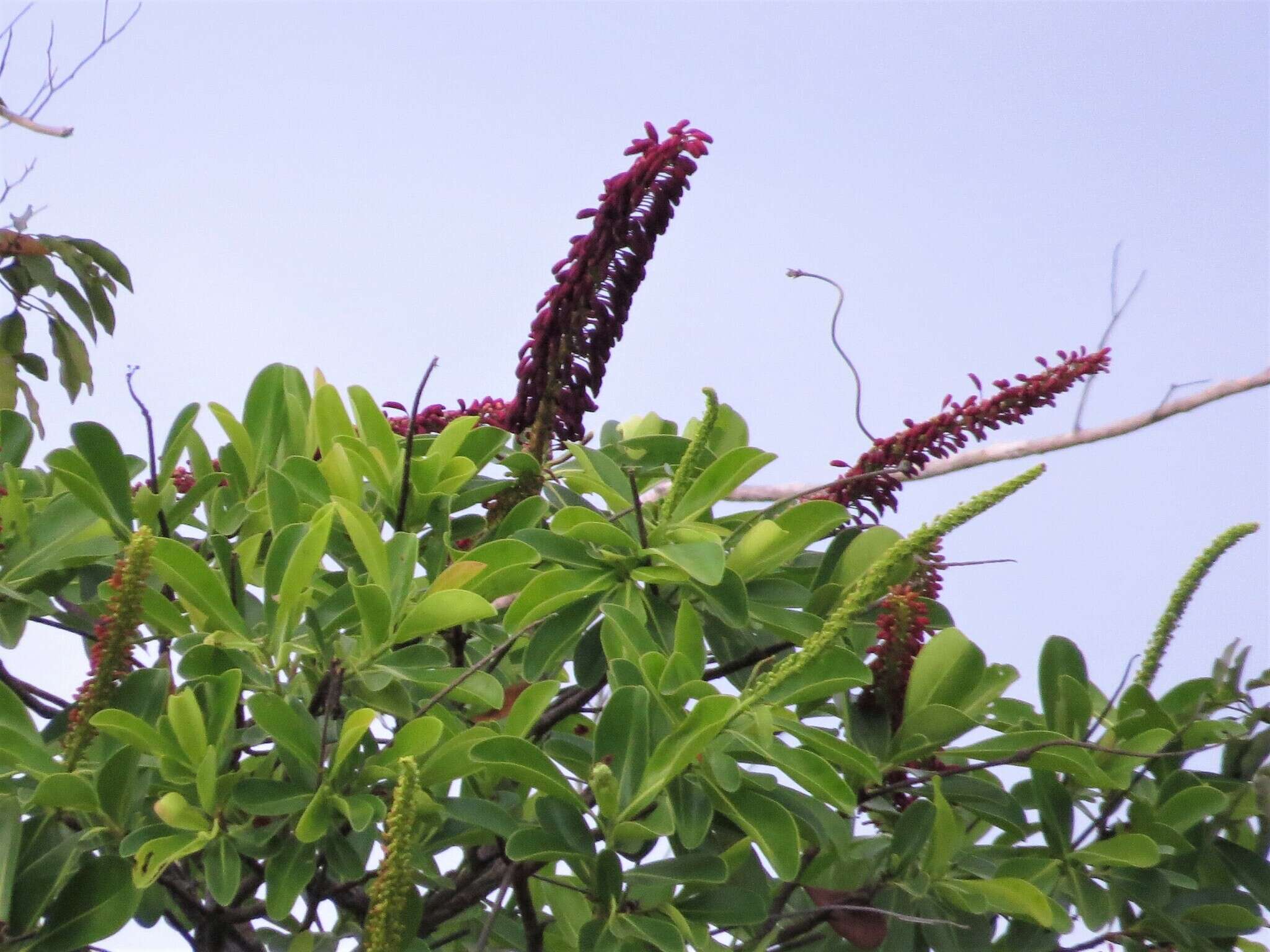 Image of Norantea guianensis var. goyasensis (Cambess.) G. L. Ferreira