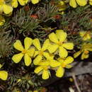 Image of Hibbertia hibbertioides var. pedunculata J. R. Wheeler