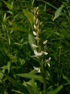 Image of Tall white bog orchid