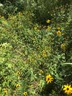 Image of Rudbeckia triloba var. triloba