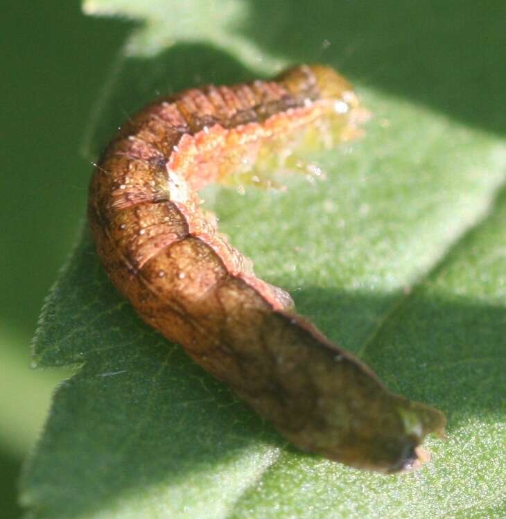 Image of Speckled Cutworm