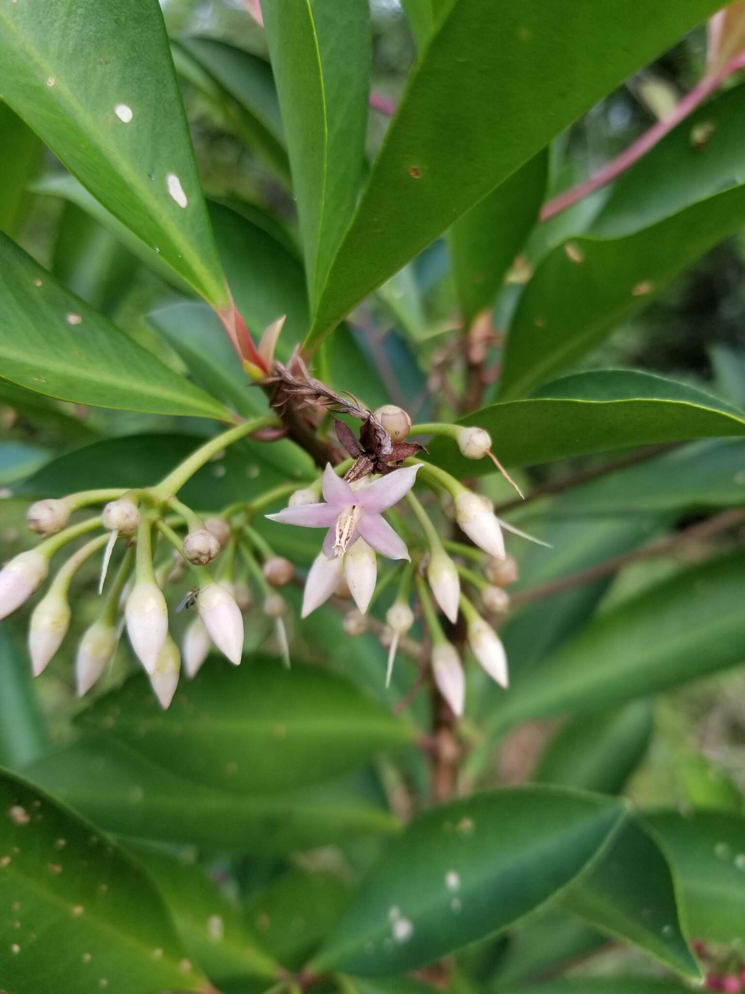 Слика од Ardisia elliptica Thunb.