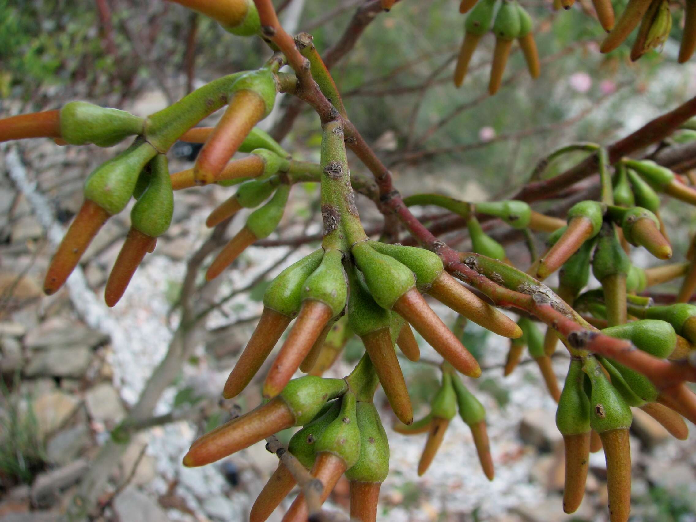 Image of Eucalyptus eremophila (Diels) Maiden