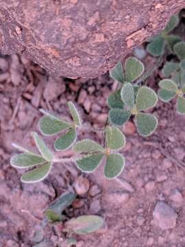 Plancia ëd Marsilea mollis B. L. Rob. & Fern.