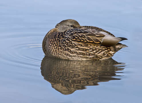 Image of Common Mallard