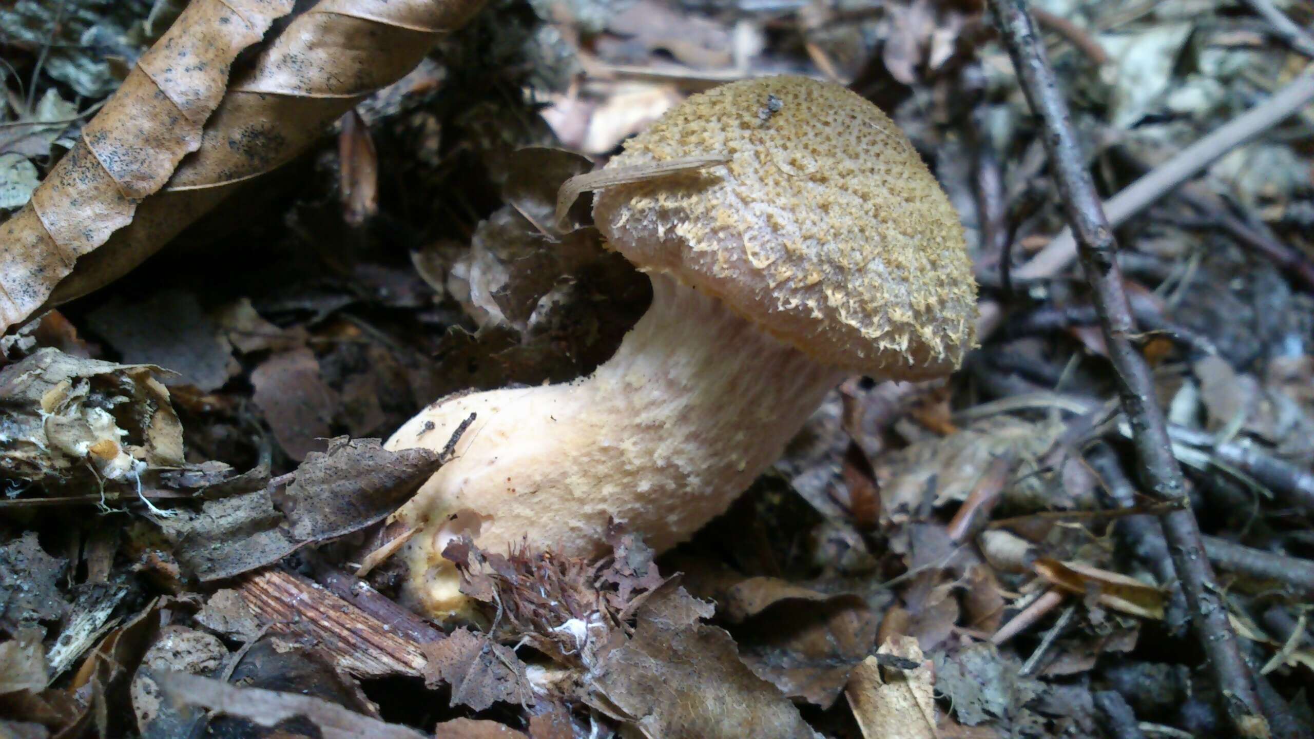 Image of Armillaria gallica Marxm. & Romagn. 1987