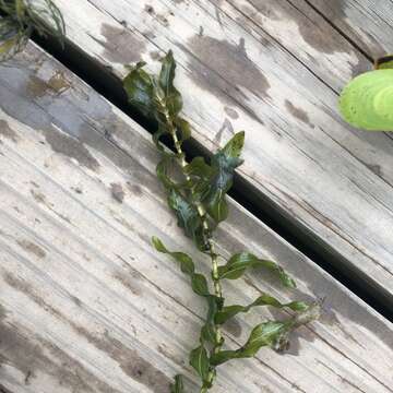 Image of Richardson's pondweed