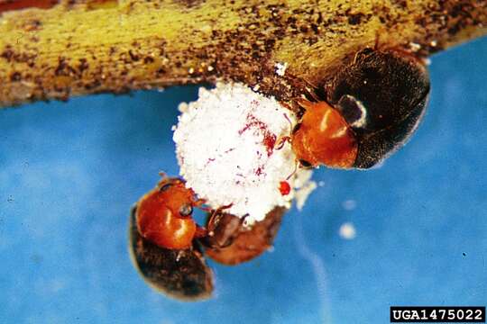 Image of Mealybug destroyer