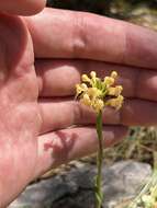 Platanthera pallida P. M. Br. resmi