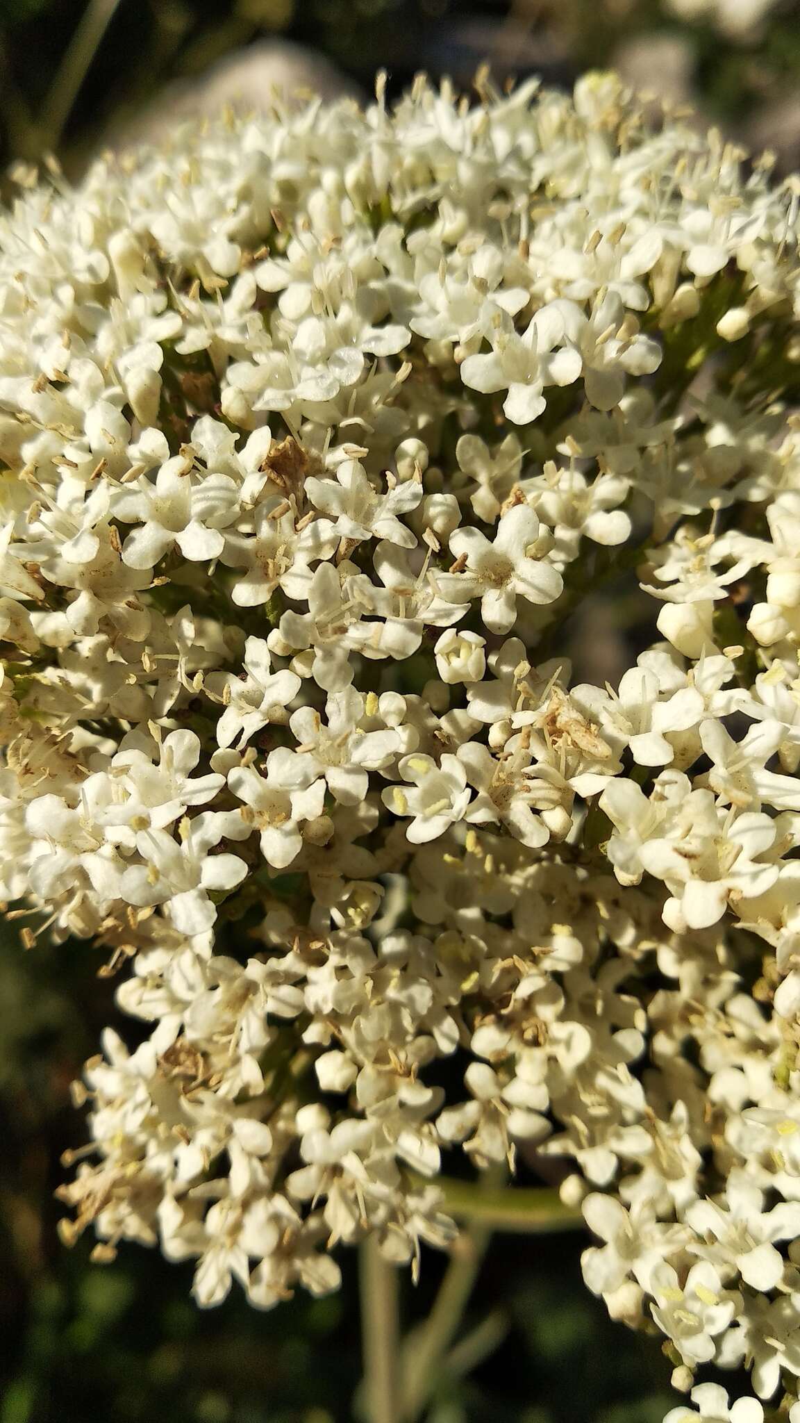 Image of Valeriana alliariifolia Adams