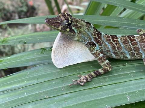 Image of First Anole