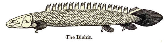 Image of bichirs