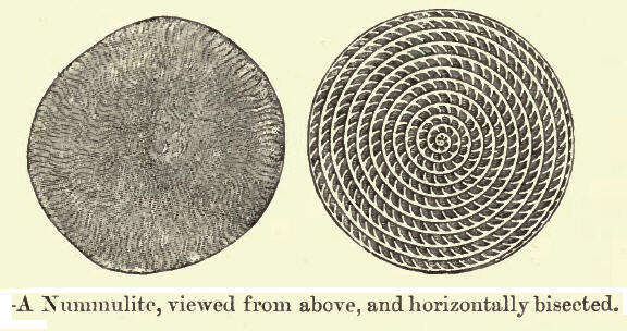 Image de Nummulites Lamarck 1801