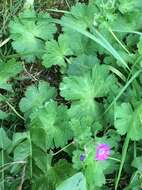 Image of hedgerow geranium