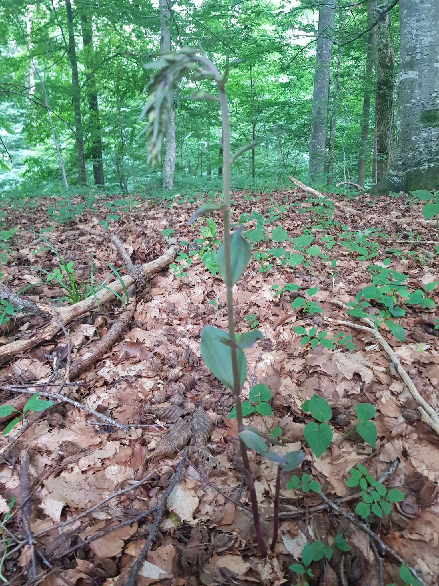 Image of Violet Helleborine