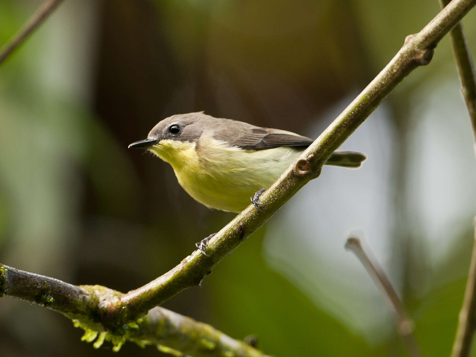 Image of Golden-bellied Gerygone