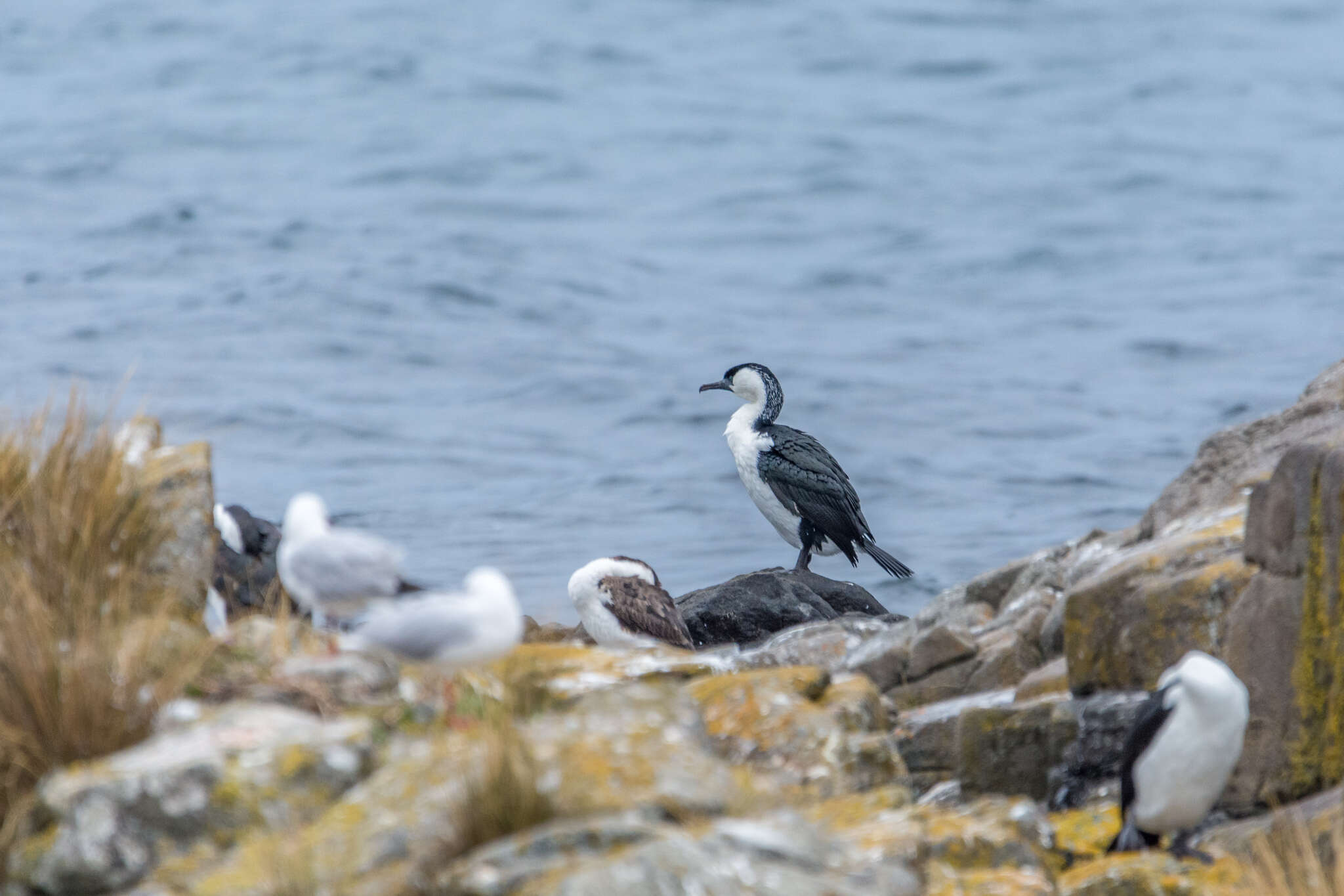 Image of Black-faced Cormorant