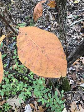 Imagem de Cotinus obovatus Raf.